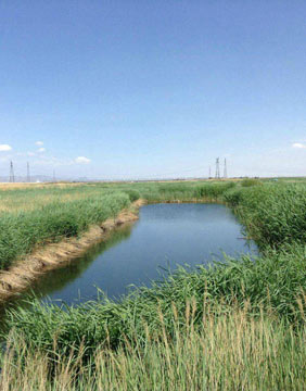 湿地生态修复